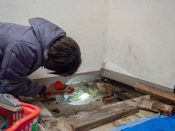 Best Emergency Mold Remediation  in Wayzata, MN