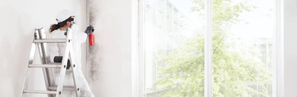 Best Basement Mold Removal  in Wayzata, MN