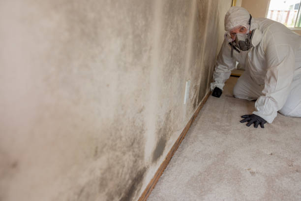 Dehumidification Services in Wayzata, MN